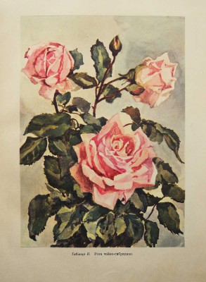 Комнатное садоводство / Ред. Киселёв Г. М., 1956.
